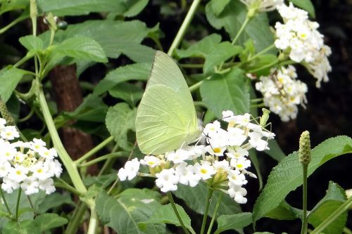 butterfly common emigrant catopsilia pomona