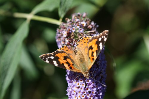 butterfly  nature  insect