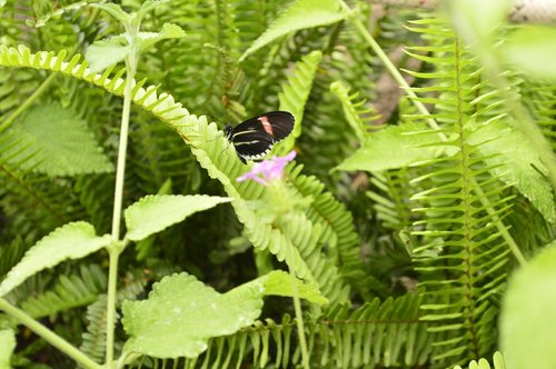 butterfly  nature  insects