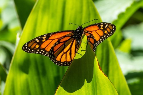 butterfly  nature  insect