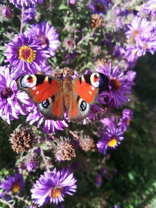 butterfly  flower  nature