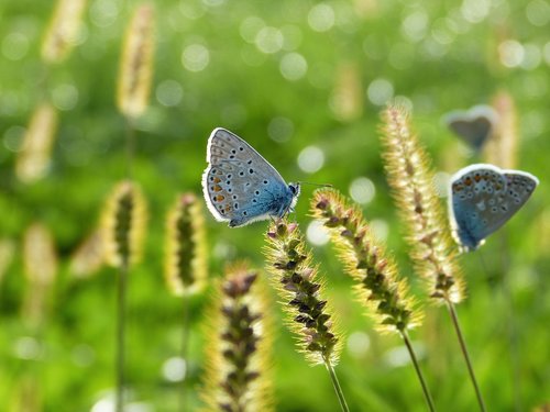 butterfly  hauhechel  common blue