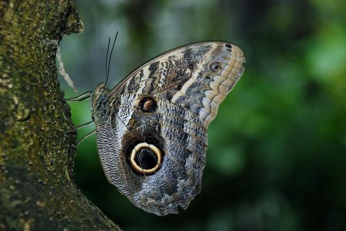 butterfly insect wing