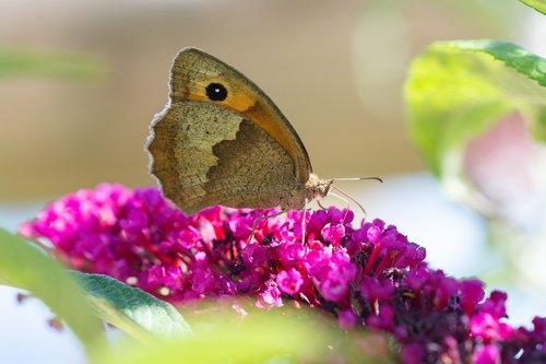 butterfly  lycaon  blossom