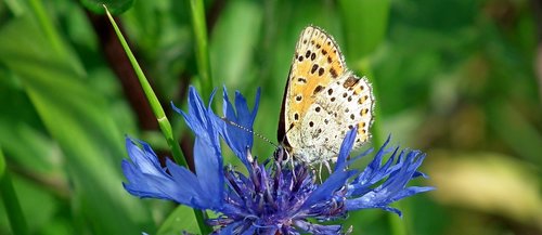 butterfly  insect  flower