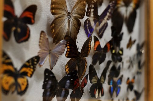 butterfly  insect  collection