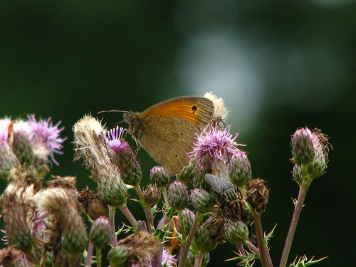 butterfly thistle flower