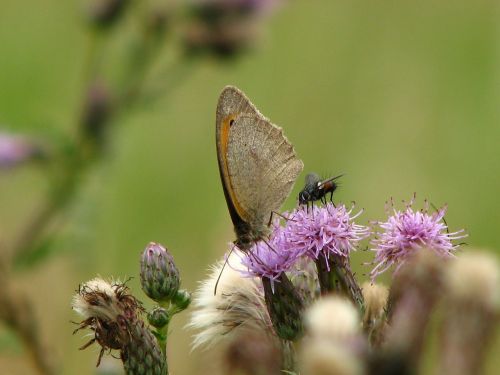 butterfly fly thistle