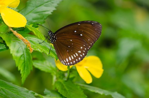 butterfly  flower  bug