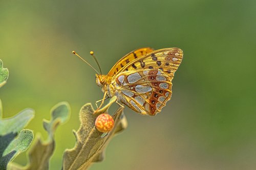 butterfly  fritillary  queen of spain