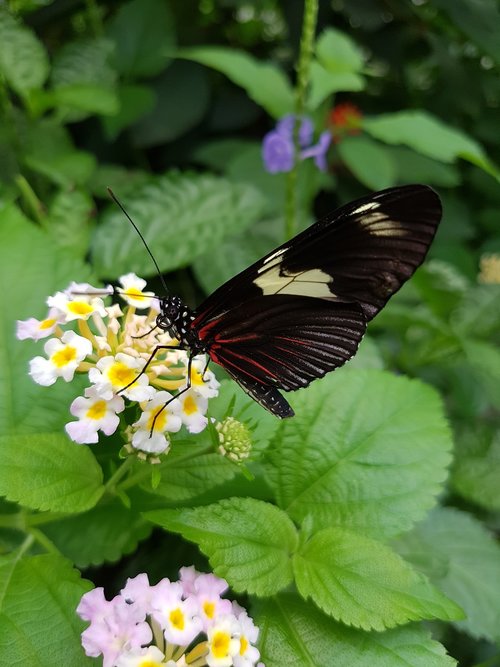 butterfly  doris falter  heliconius doris