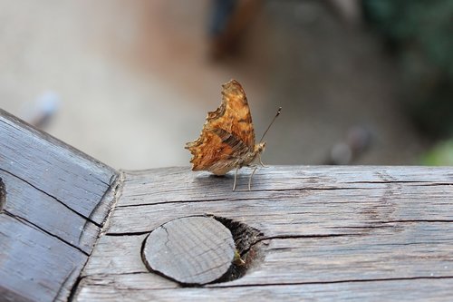 butterfly  nature  insect