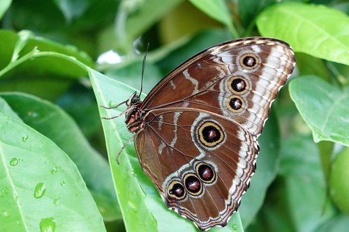 butterfly  insect  nature