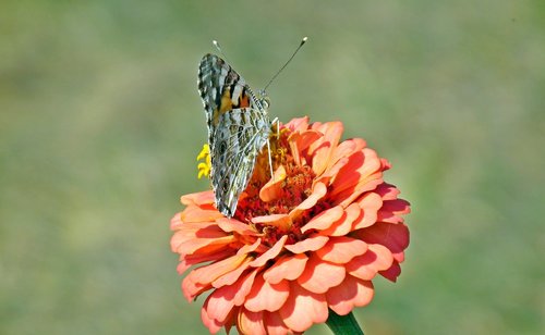 butterfly  insect  flower