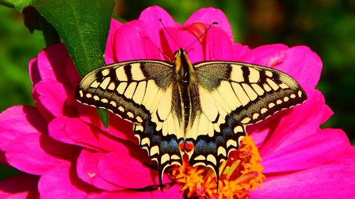 butterfly  swallowtail  zinnia