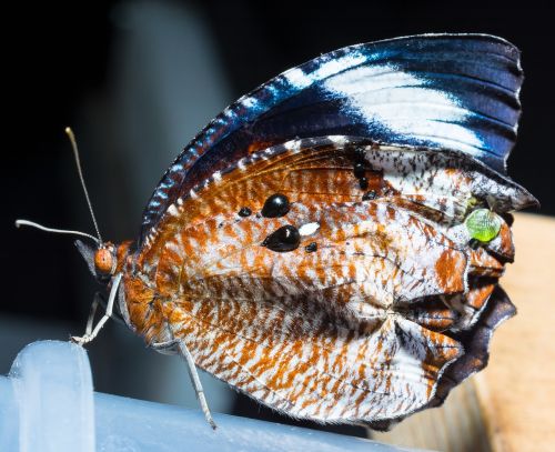 butterfly just hatched insect