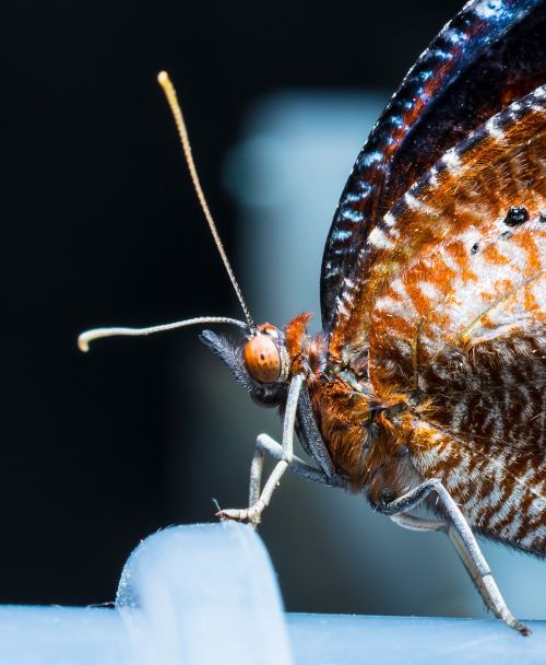 butterfly just hatched insect