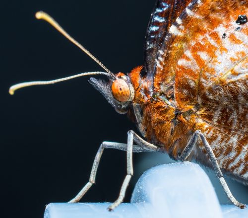 butterfly just hatched insect