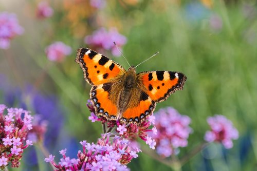 butterfly  nature  insect