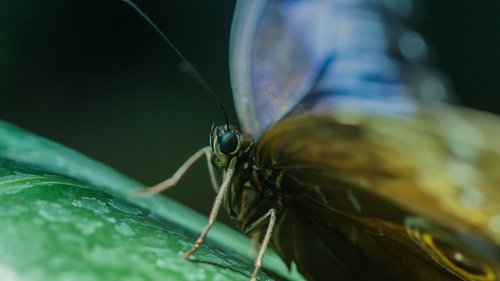 butterfly  insect  leaves