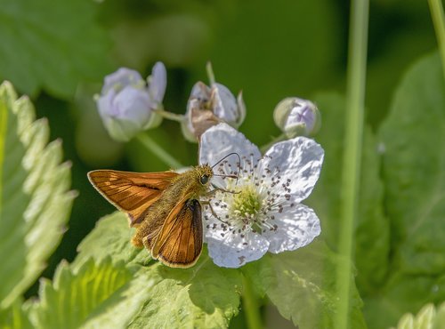 butterfly  large skipper  wings