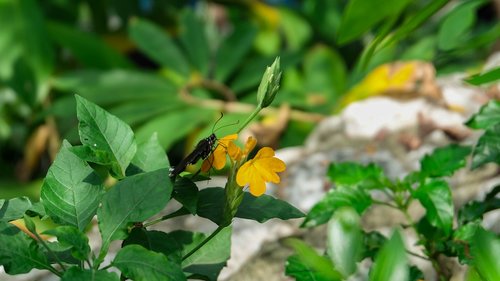 butterfly  parks  nature