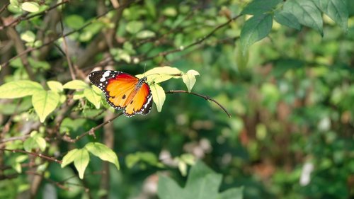 butterfly  parks  nature