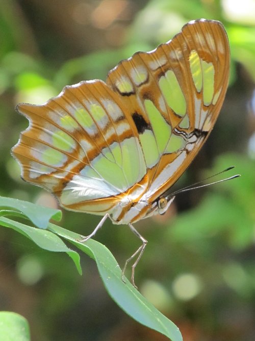 butterfly  colorful  macro