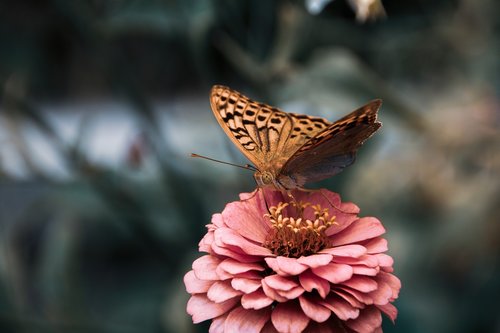 butterfly  insect  flower