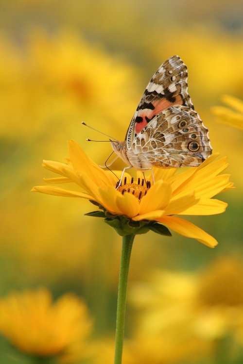 butterfly  yellow  flower