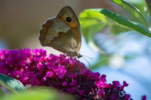 butterfly  summer  nature