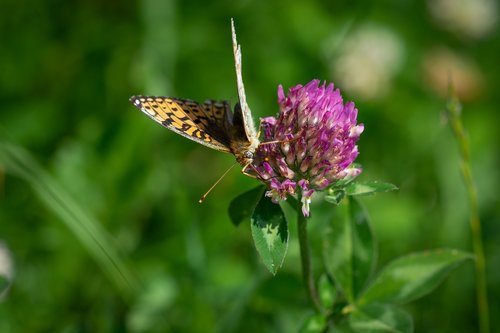 butterfly  klee  meadow