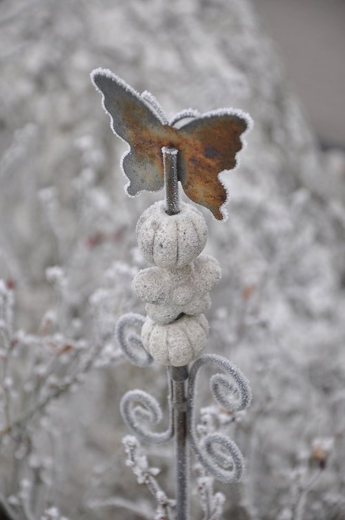 butterfly  winter  hoarfrost