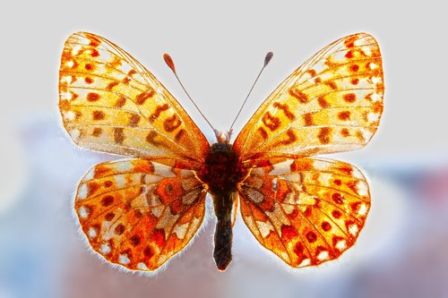 butterfly  flight  backlighting