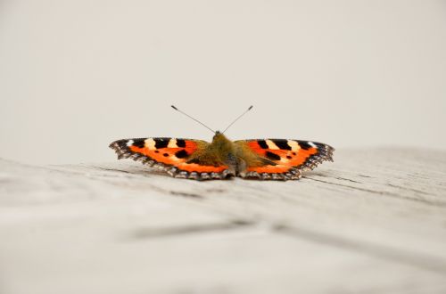 butterfly orange nature