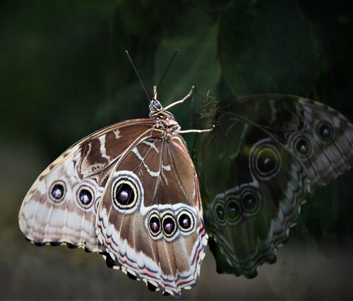 butterfly  edelfalter  owl butterfly