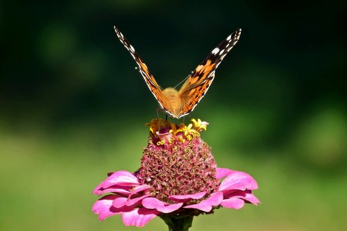 butterfly  insect  flower