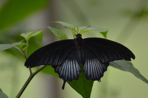 butterfly  nature  black