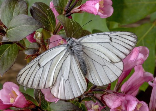 butterfly  black-veined-white  colorful