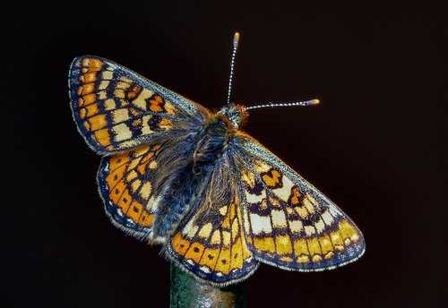 butterfly  marsh fritillary  wings