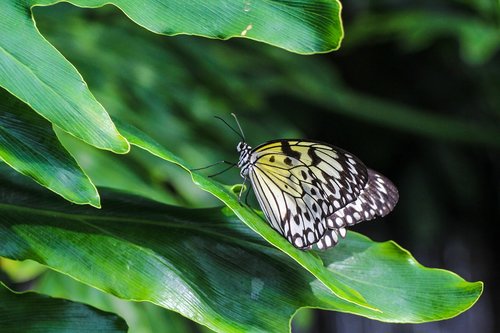 butterfly  insect  nature