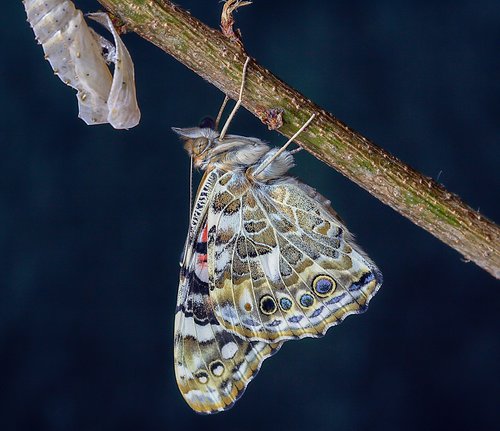 butterfly  painted-lady  insect