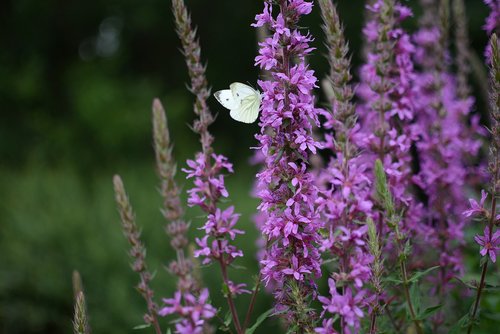 butterfly  flower  nature