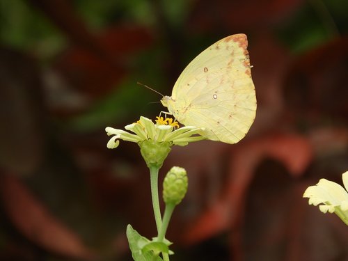 butterfly  yellow  insect