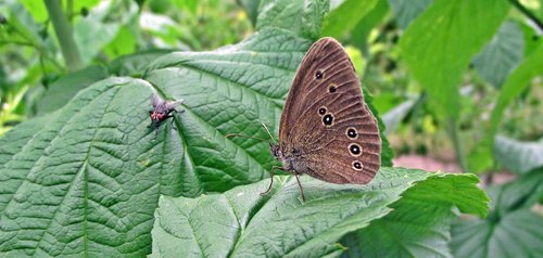 butterfly  insect  nature