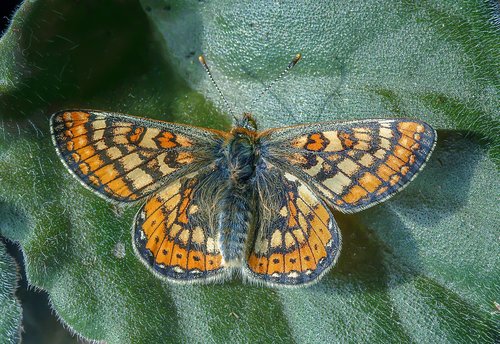 butterfly  marsh-fritillary  summer