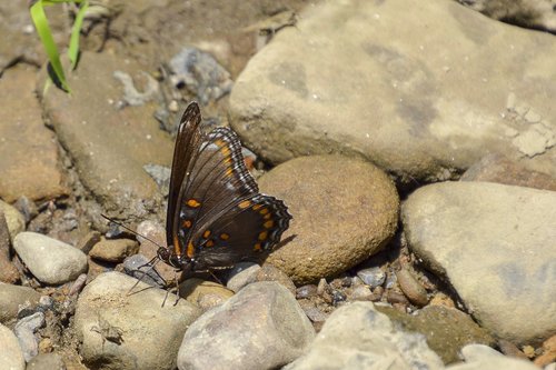 butterfly  rocks  brown