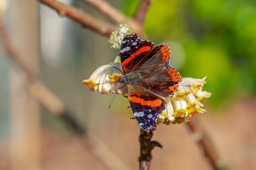 butterfly  admiral  edelfalter