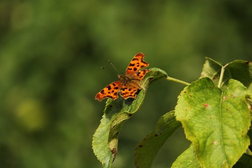 butterfly  comma  uk