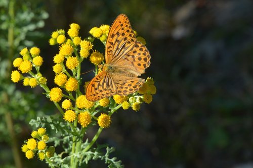 butterfly  orange  nature